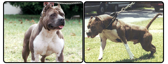 blue diamond pitbulls